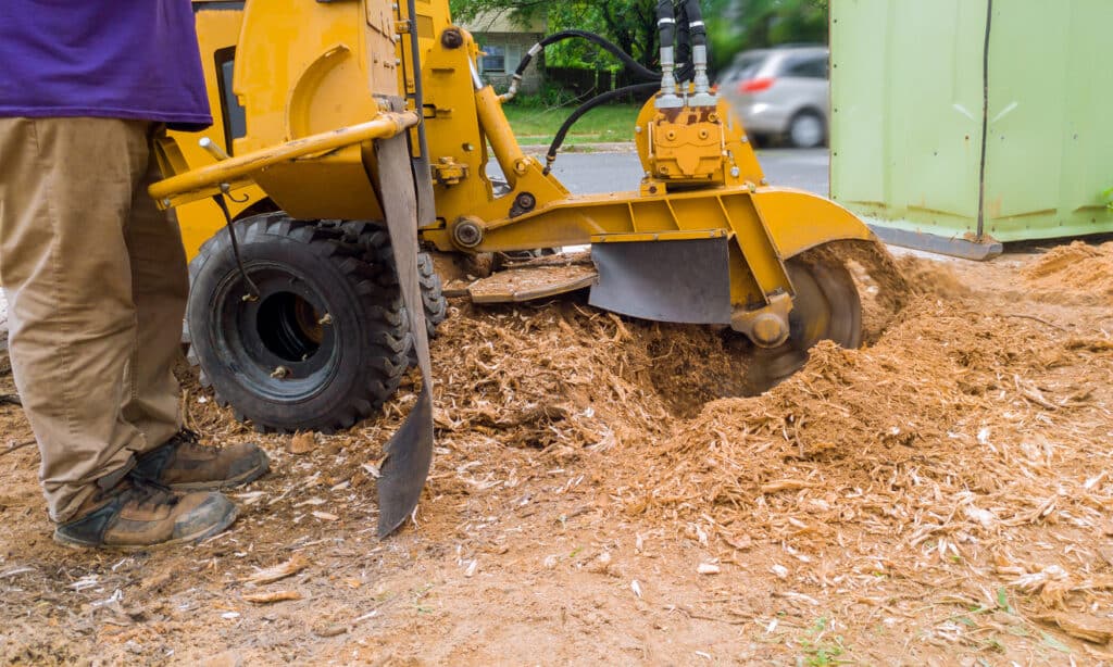 stump grinder in action