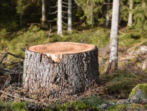 Stump Grinding
