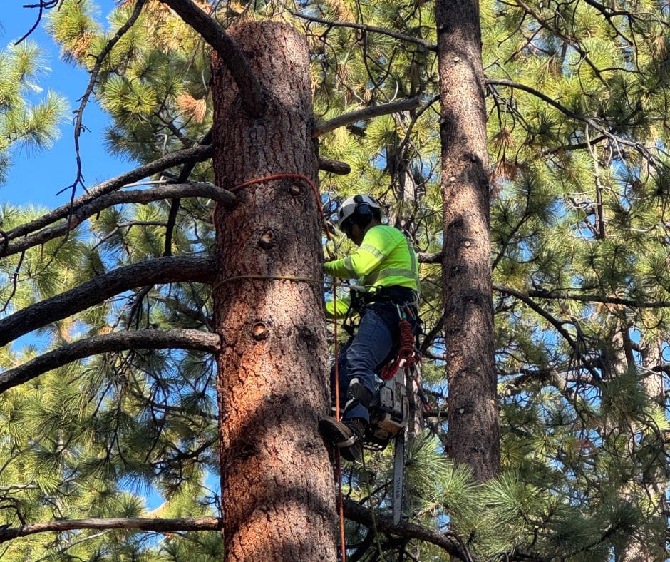 Tree Removal