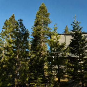 Trees in Summer