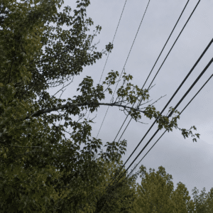 Tree branch on powerlines