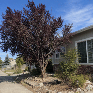 Old ornamental plum tree