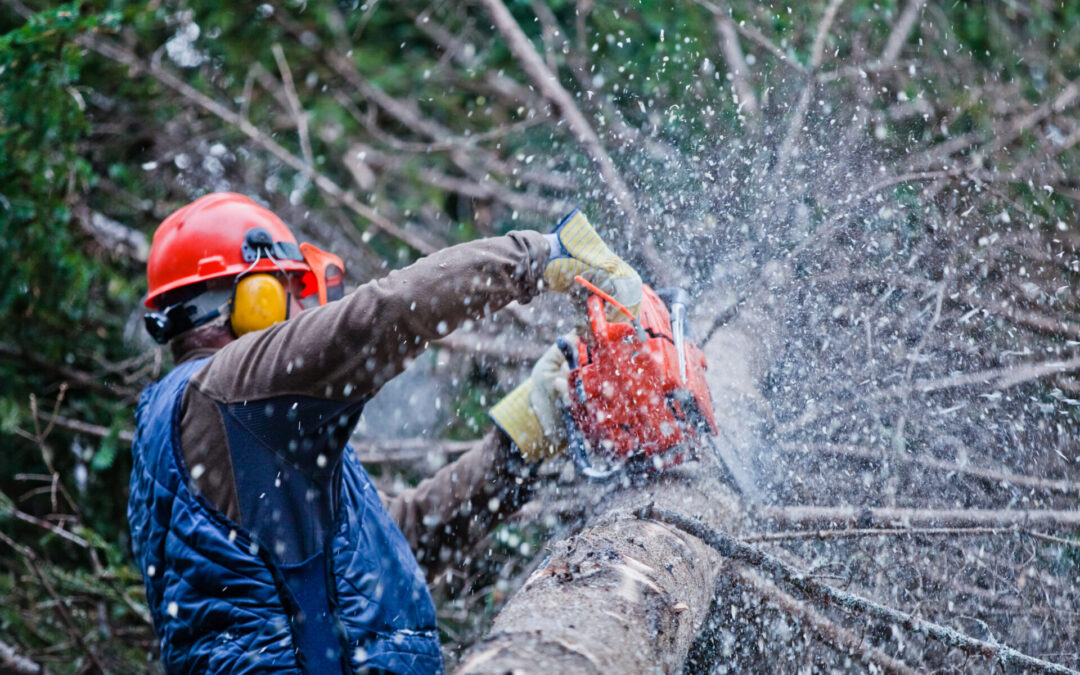 Unlock the Benefits of Regular Tree Trimming