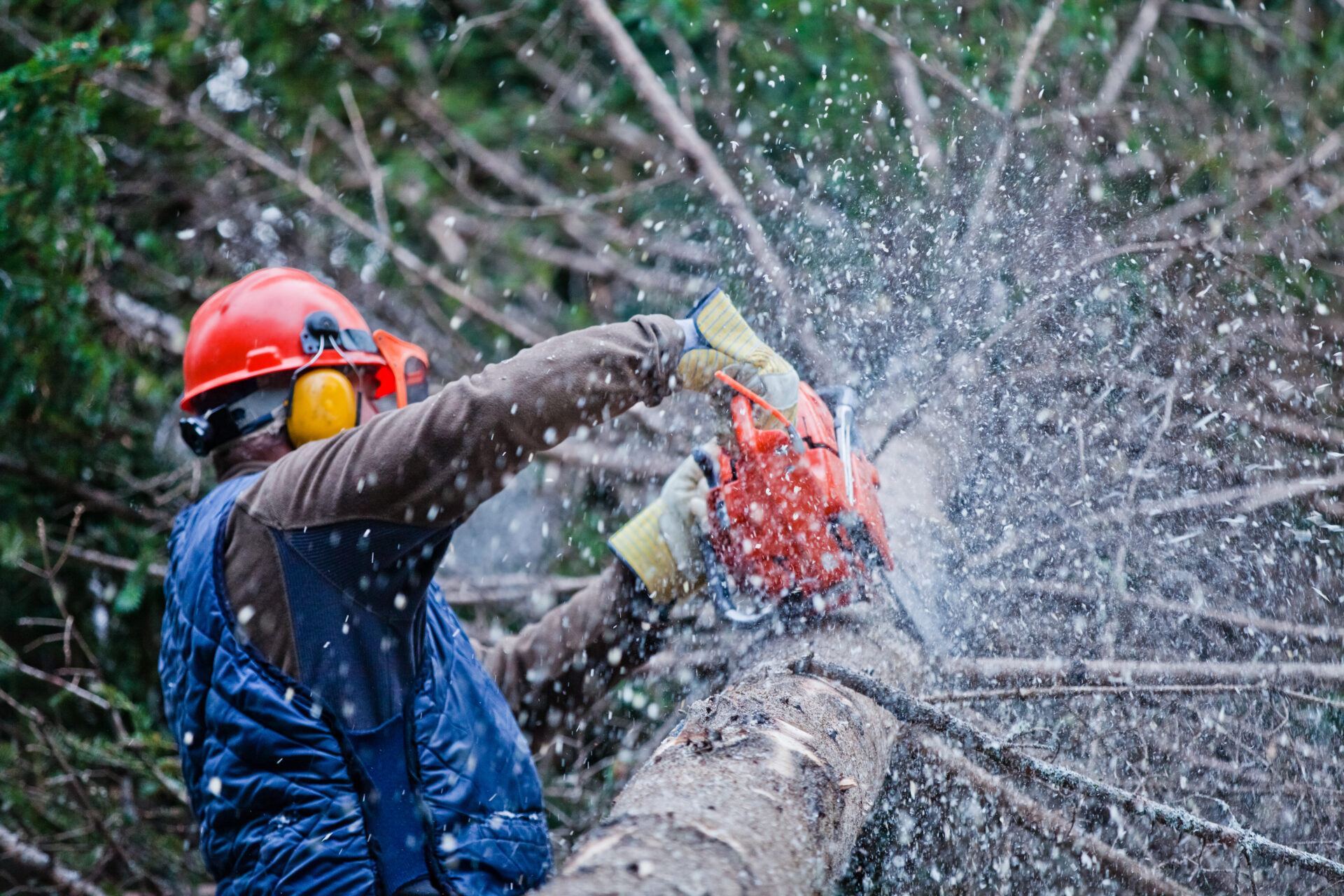 tree trimming, tree trimming cost, tree trimming service